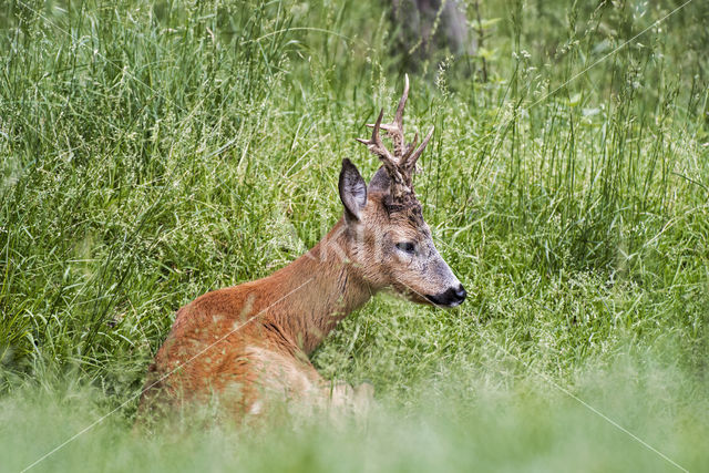 Ree (Capreolus capreolus)