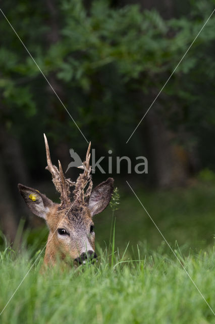 Roe Deer (Capreolus capreolus)