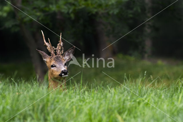 Roe Deer (Capreolus capreolus)