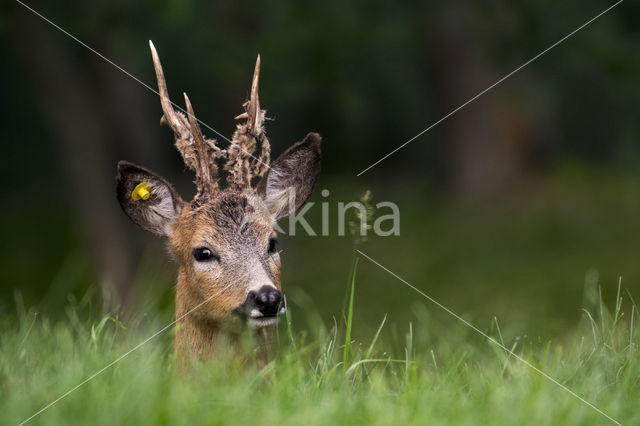 Roe Deer (Capreolus capreolus)