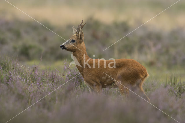 Roe Deer (Capreolus capreolus)