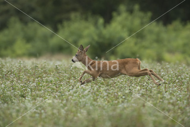 Roe Deer (Capreolus capreolus)