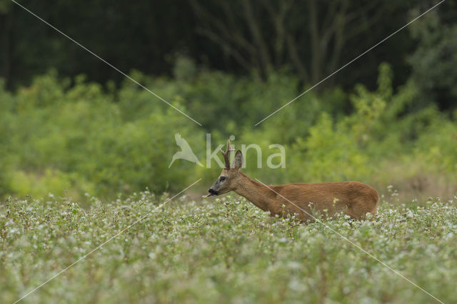 Roe Deer (Capreolus capreolus)