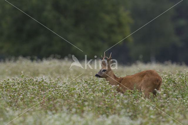 Ree (Capreolus capreolus)