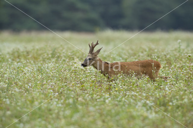 Roe Deer (Capreolus capreolus)