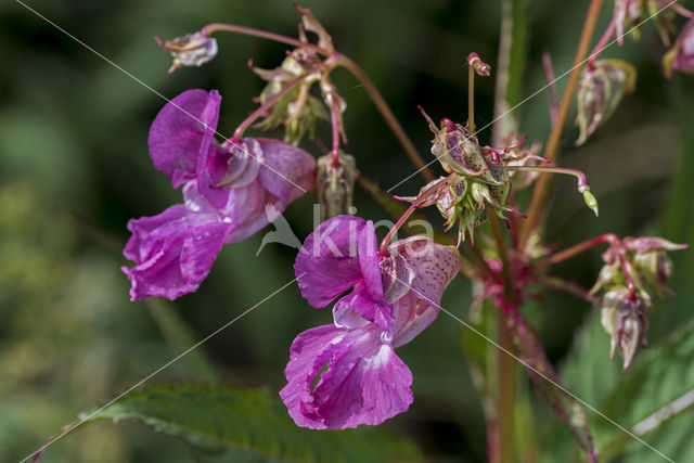 Indian Balsam (Impatiens glandulifera)