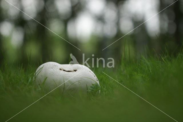 Giant Puffball (Langermannia gigantea)