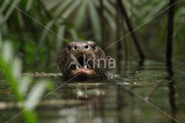 Giant Otter (Pteronura brasiliensis)