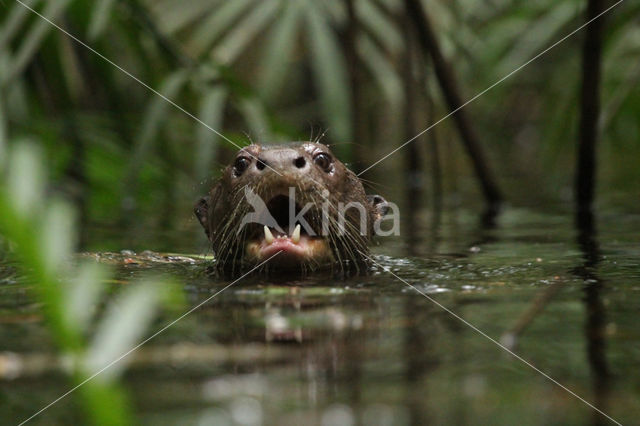 Reuzenotter (Pteronura brasiliensis)