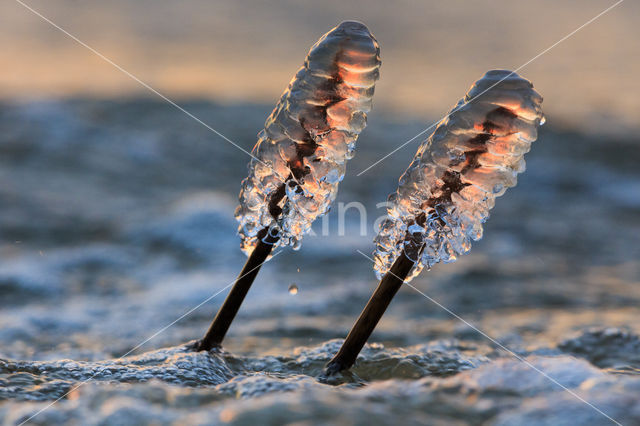 Common Reed (Phragmites australis)