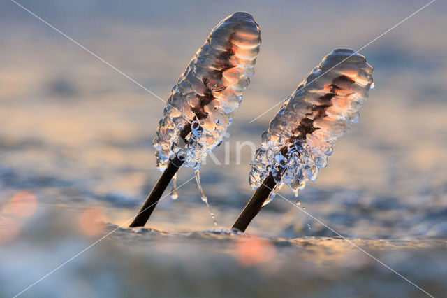 Common Reed (Phragmites australis)