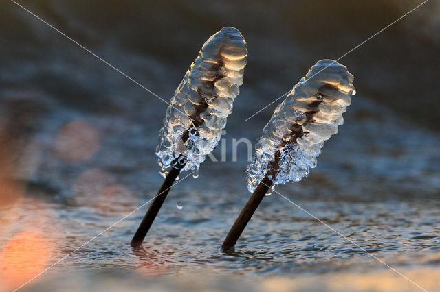 Common Reed (Phragmites australis)