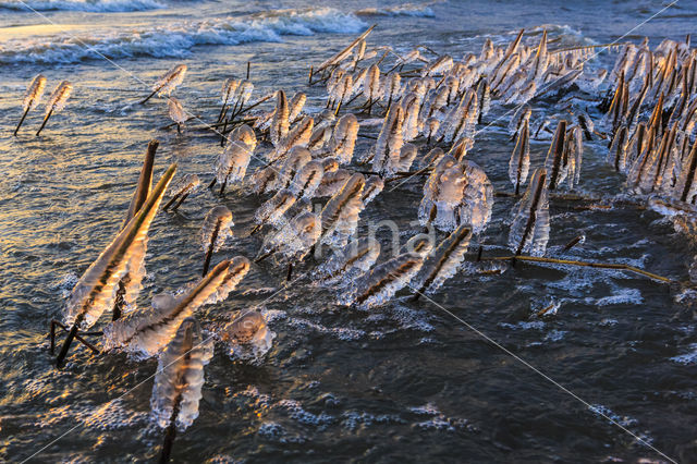 Riet (Phragmites australis)