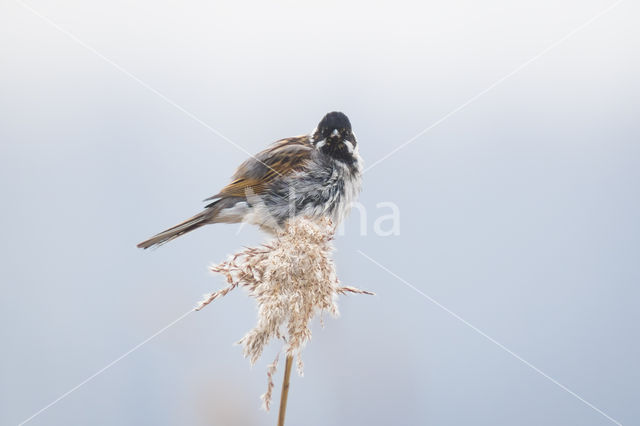 Rietgors (Emberiza schoeniclus)