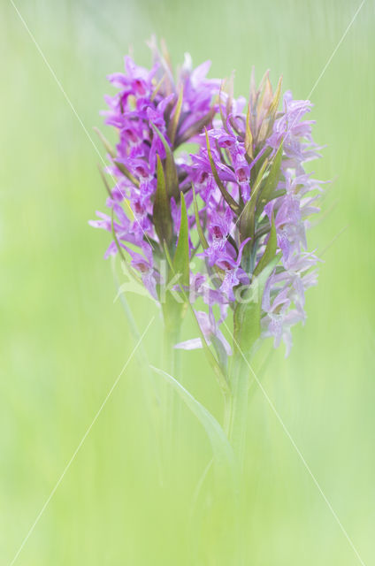 Southern Marsh-orchid (Dactylorhiza praetermissa)