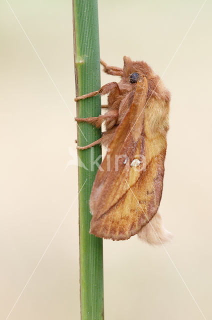 The Drinker (Euthrix potatoria)