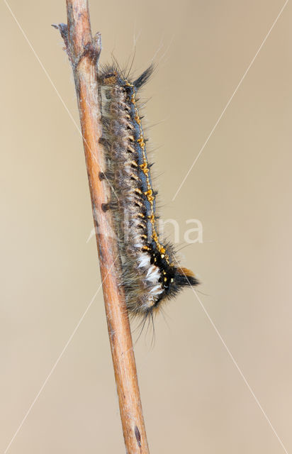 The Drinker (Euthrix potatoria)