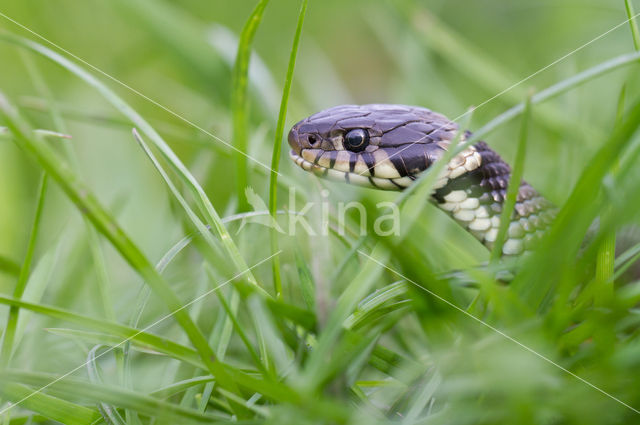 Grass Snake (Natrix natrix)