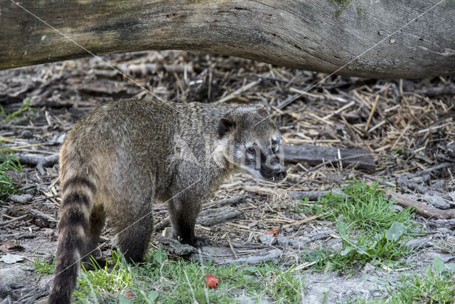 South American coati (Nasua nasua)