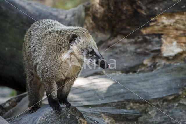 South American coati (Nasua nasua)