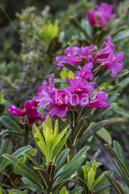 Rusty-leaved Alpenrose (Rhododendron ferrugineum)