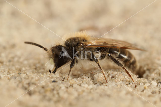 Roodbuikje (Andrena ventralis)