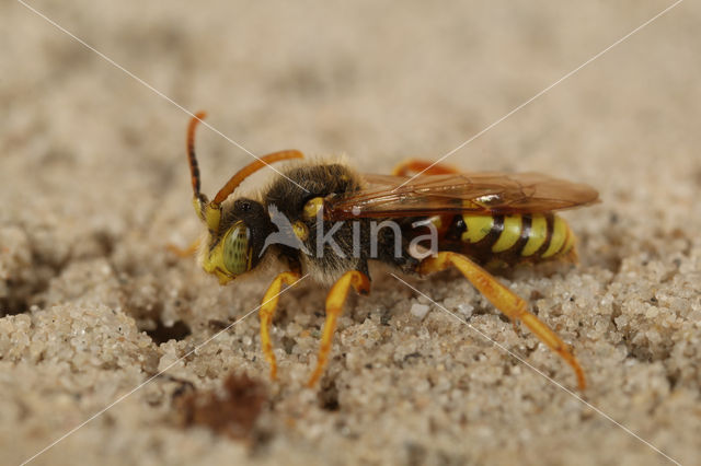 Roodharige wespbij (Nomada lathburiana)