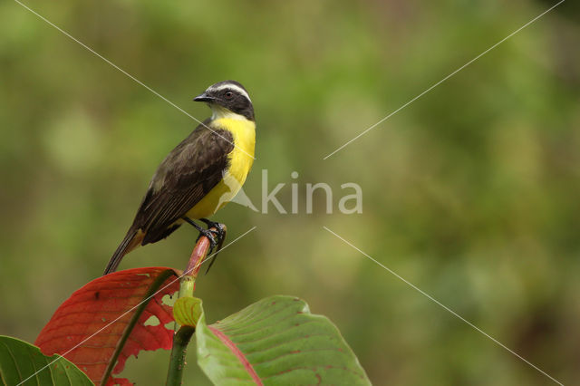 Roodkruintiran (Myiozetetes similis)