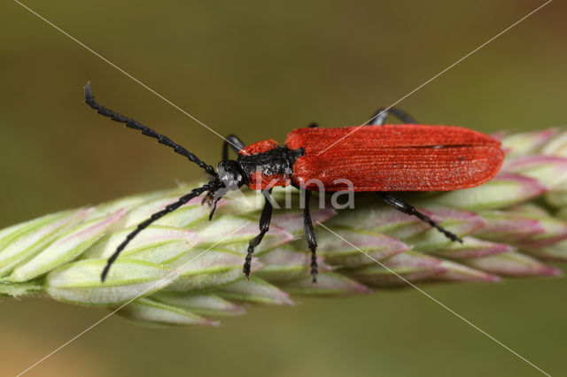 Net-winged beetle (Lygistopterus sanguineus)