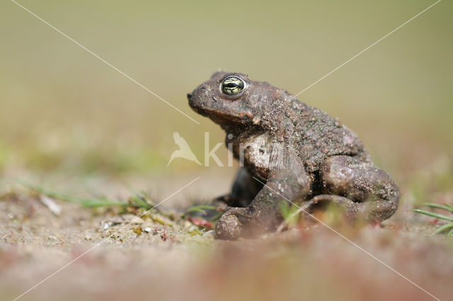 Rugstreeppad (Bufo calamita