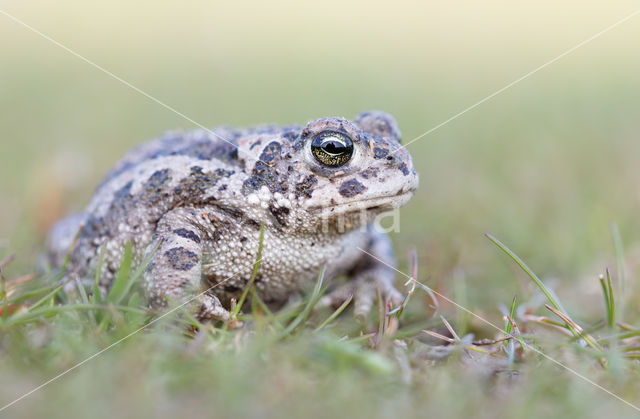 Rugstreeppad (Bufo calamita