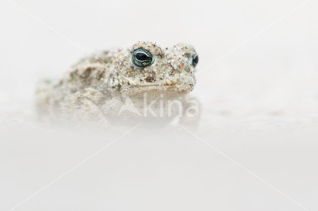 Natterjack toad (Bufo calamita