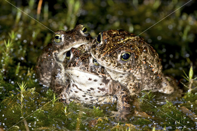 Rugstreeppad (Bufo calamita