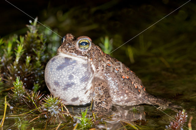 Rugstreeppad (Bufo calamita