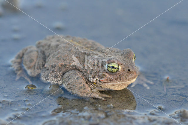 Rugstreeppad (Bufo calamita