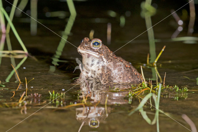 Rugstreeppad (Bufo calamita