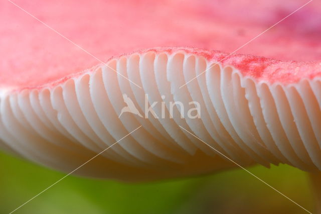 Brittlegill (Russula spec.)