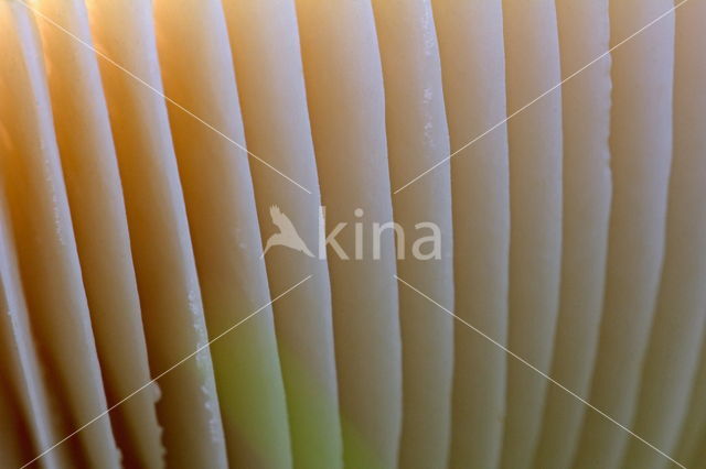 Russula (Russula spec.)