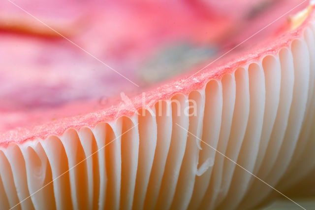 Brittlegill (Russula spec.)