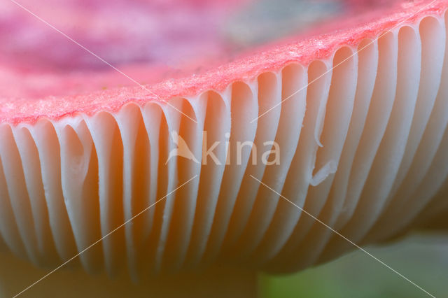 Brittlegill (Russula spec.)