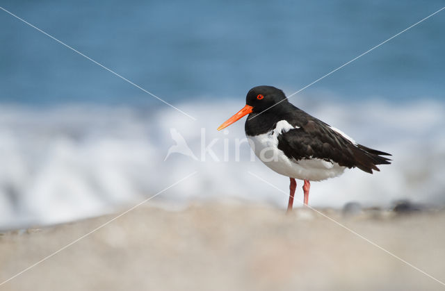 Oystercatcher (Haematopus ostralegus)