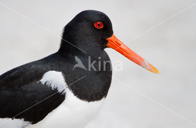 Oystercatcher (Haematopus ostralegus)