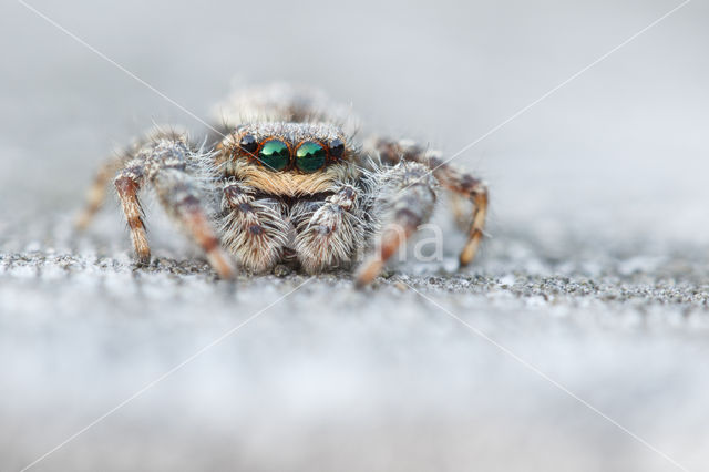 Jumping Spider (Marpissa muscosa)