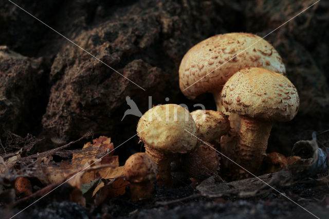 Shaggy Scalycap (Pholiota squarrosa)