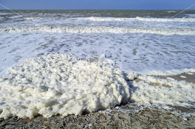 foam-algae (Phaeocystis sp)