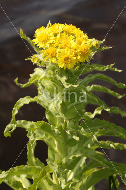 Marsh Ragwort (Senecio congestus)