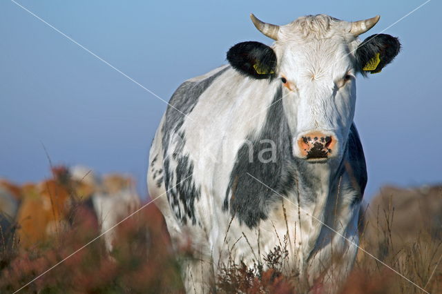 Simmentaler (Bos domesticus)