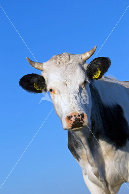 Simmentaler (Bos domesticus)