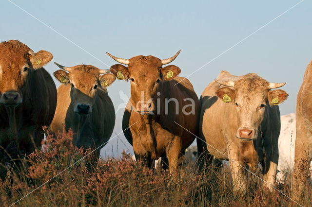 Simmentaler Koe (Bos domesticus)