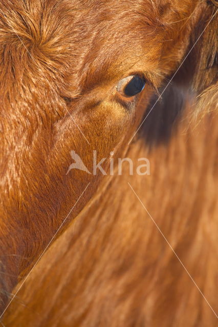 Simmentaler (Bos domesticus)